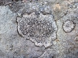 Buellia subdisciformis image