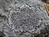 Buellia subdisciformis image