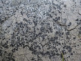 Diploschistes scruposus image
