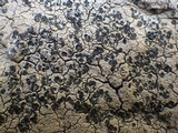 Diploschistes scruposus image