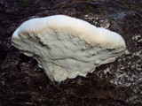 Tyromyces chioneus image