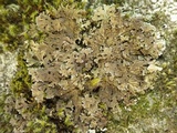 Physconia perisidiosa image