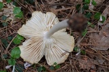 Megacollybia rodmanii image