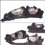Rinodina sophodes image