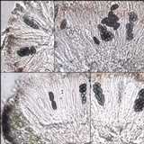 Rinodina sophodes image