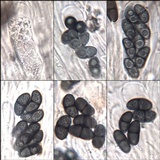 Rinodina sophodes image