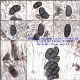 Rinodina sophodes image