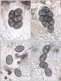Rinodina atrocinerea image