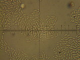 Tyromyces chioneus image