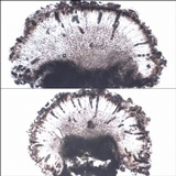 Rinodina atrocinerea image