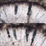 Rinodina atrocinerea image