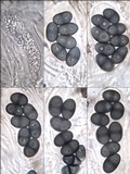 Rinodina atrocinerea image
