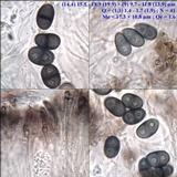 Rinodina atrocinerea image