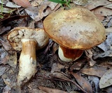 Tylopilus rhodoconius image
