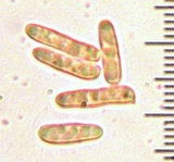 Tylopilus rhodoconius image