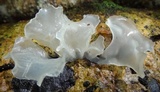 Tremella fuciformis image