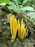 Clavulinopsis fusiformis image