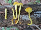 Cyptotrama chrysopepla image