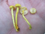 Cyptotrama chrysopepla image