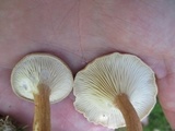 Clitocybe squamulosa image