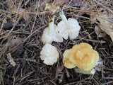 Marasmius strictipes image
