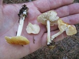 Marasmius strictipes image