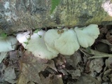 Pleurotus populinus image