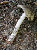 Amanita submaculata image