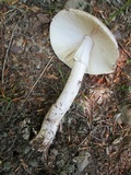 Amanita submaculata image