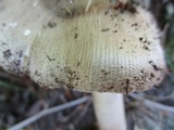 Amanita submaculata image