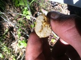 Truncocolumella citrina image
