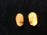 Truncocolumella citrina image