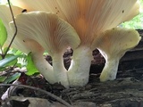 Lentinus levis image