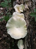 Lentinus levis image