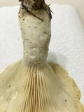 Lentinus levis image