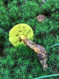 Aureoboletus innixus image