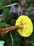Aureoboletus innixus image
