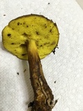 Aureoboletus innixus image