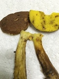 Aureoboletus innixus image
