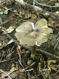 Amanita sect. Vaginatae image