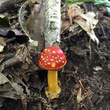 Amanita parcivolvata image