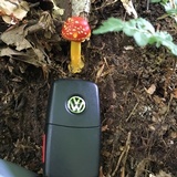 Amanita parcivolvata image
