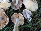 Hebeloma crustuliniforme image