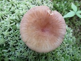 Clitocybe squamulosa image