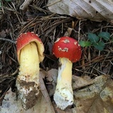 Amanita parcivolvata image