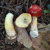 Amanita parcivolvata image