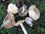 Hebeloma crustuliniforme image