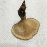 Panus neostrigosus image