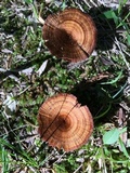 Coltricia cinnamomea image