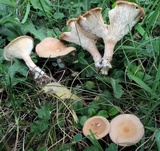 Clitocybe squamulosa image